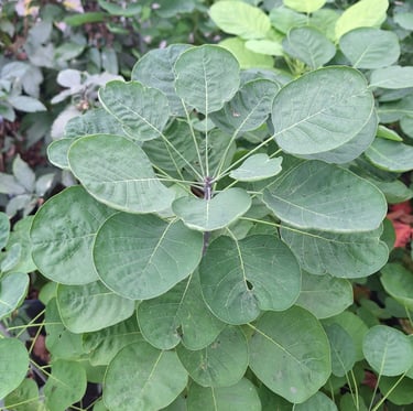 a Smoke Bush plant with a leafy green leaves