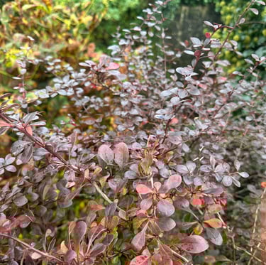a red Barberry bush with thorns and small leaves