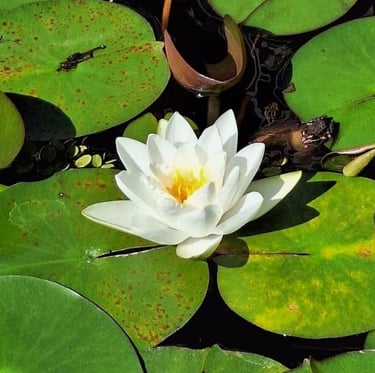 a white flower in a pond with green leaves