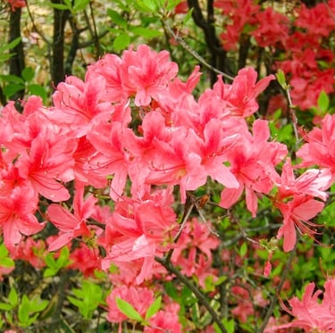 Azalea ornamental shrubs with multiple pink flowers