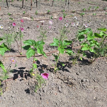 a lot of plants with compost in the soil