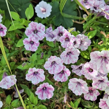 multiple white-pink Petunia flowers