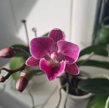 one pink Orchid