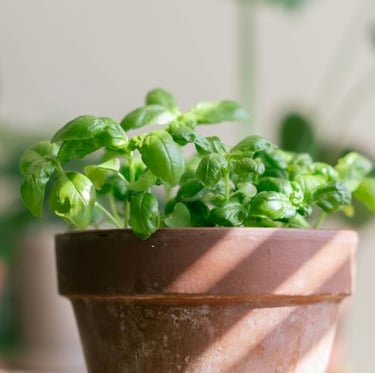 Basil herbs that were grown from seed in a pod
