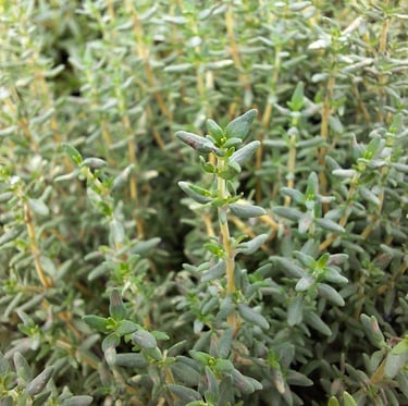Thyme cooking herb stems with small leaves