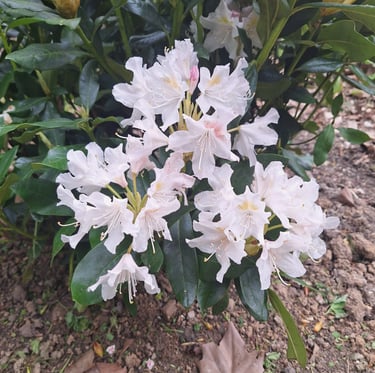 a white flowering garden plant