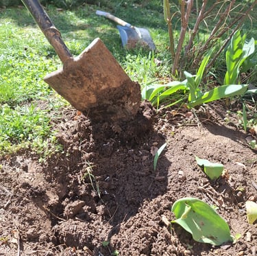 a person digging a hole for companion planting