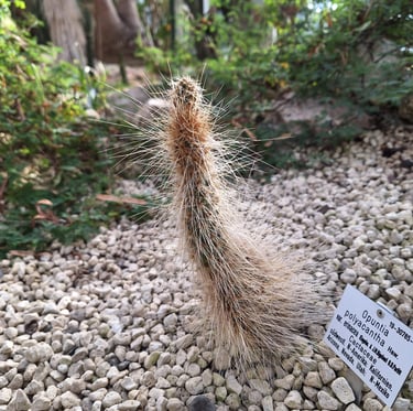 a South American Silver Torch cactus