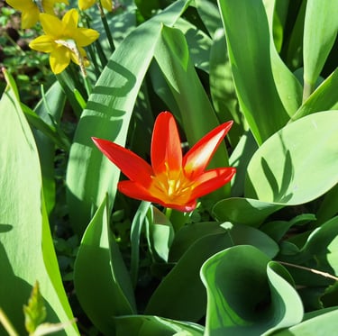 a Dwarf Dalily flower in full sun