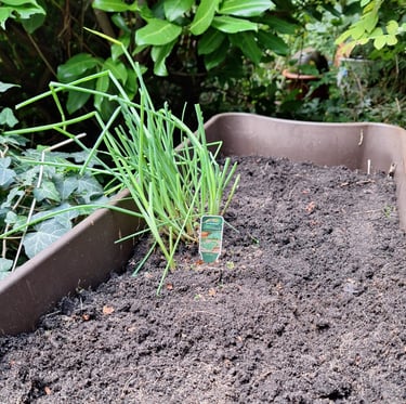 a herb plant that is growing in a garden bed