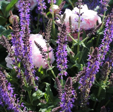 purple and rabbit resistant Salvia plants