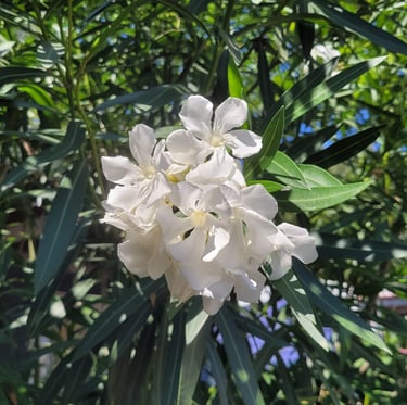a healthy Oleander bush that dosen't need deadheading