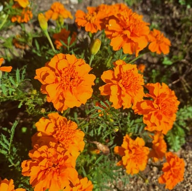 multiple colorful Marigolds in a raised garden bed