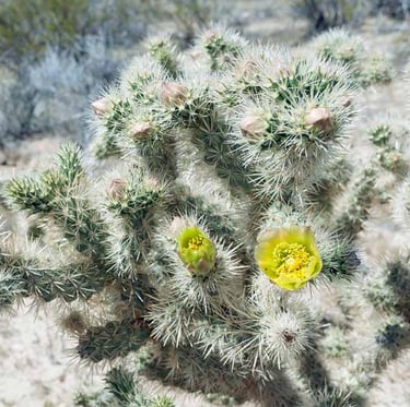an American Cholla Cactus with yellow leaves