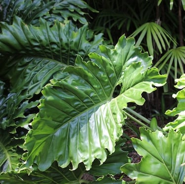 multple larde green Elephant Ear leaves