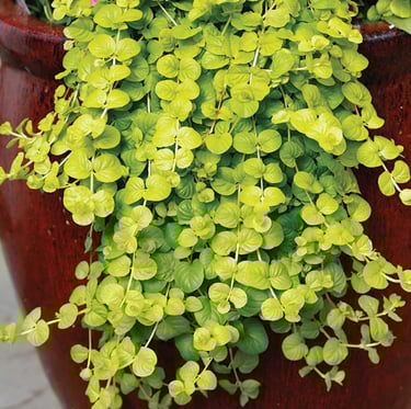 small leaved Sweet Jenny plants in partial shade