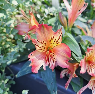 a colorful Chinese Peruvian Lily plant