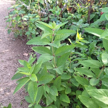 a green plant that isn't atacced by fruit flies