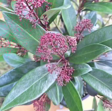 a Skimmia bush with red flowers and evergreen leaves
