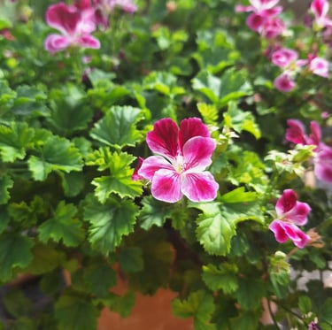 a flowering shrub planted in a planter