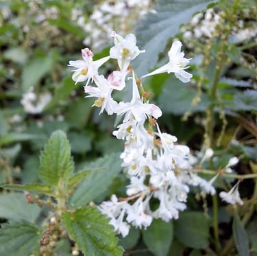 the tiny white flower of the Fallopia Aubertii