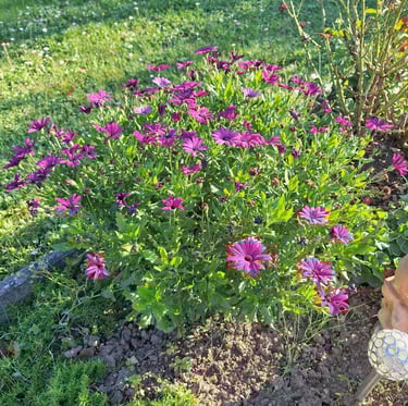 a shrub with green leaves and pink flowers
