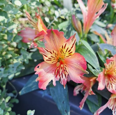 a colorful Japanese flower named Peruvian Lily