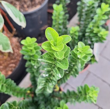 an Engish Boxwood with green leaves