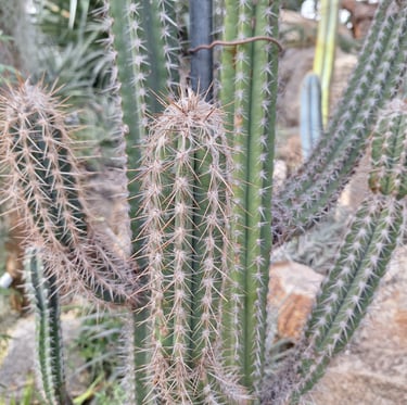 a few Xiquexique Gounellei tall cactus stems growing together