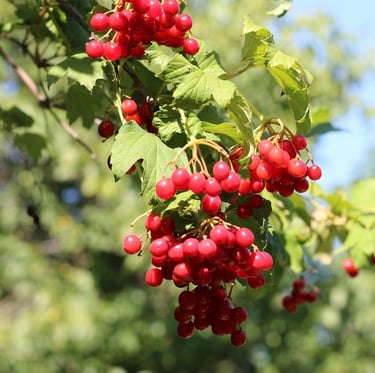 a deer resistant Viburnum privacy bush