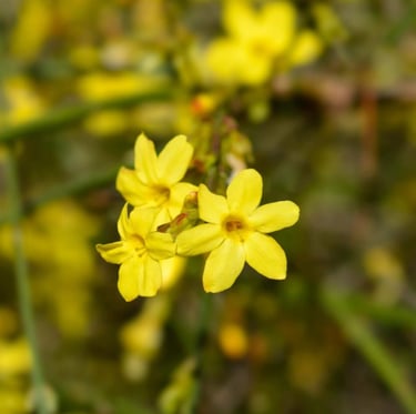 three yelow flowers with a bush in the background