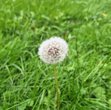 a weed in a meadow