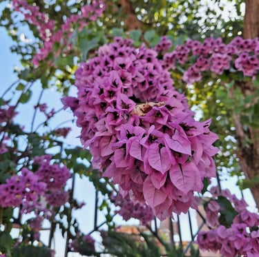 multiple pink Lilac flowers in a stem