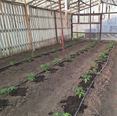 gardening in a greenhouse