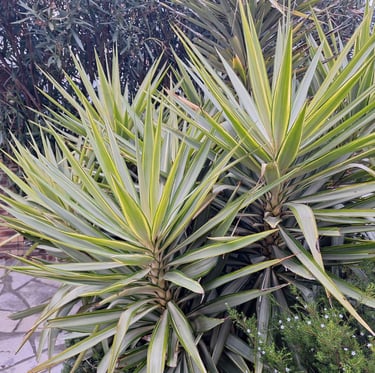 two outdooor cacti in a garden