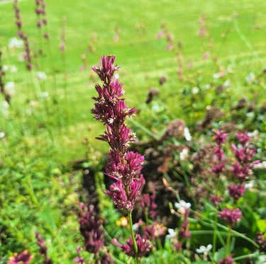 a Lavender plant as a cat repellent
