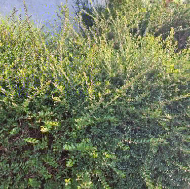 a high boxwood shrub with small green leaves