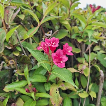 a pink flower on a fast growing bush