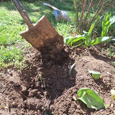 a person digging a planting hole in our garden