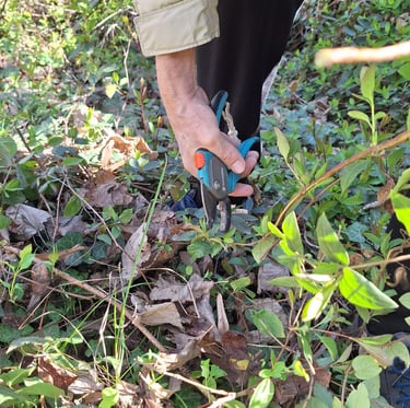 a preson trimming a bush in our garden