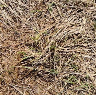 a more unusual type of mulch used in a garden