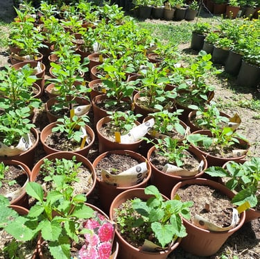 one of the 3 gardening methods: container gardening