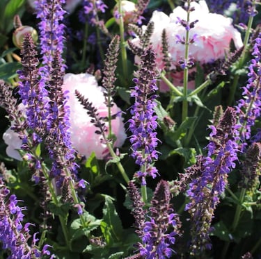 multiple drought resistant purple Salvia flowers in full sun