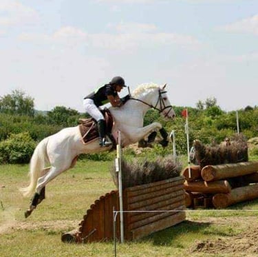 stallion etalon cross contry pur sang arabe