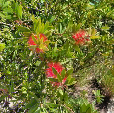 leafy Bottlebrush bush with red flowers in full sun