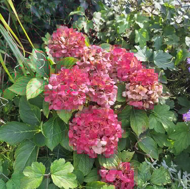 a red flowering Hydrangea raised bed shrub
