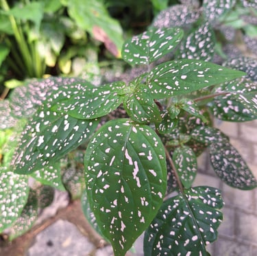 one leafy and shade loving Polka Dot annual plant