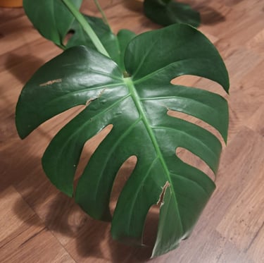 a plant with a large green leaf