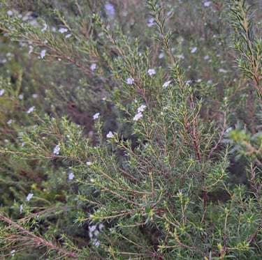an annual bush with small white flowers