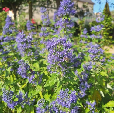 a slow growing shrub with green leaves and bushy purple flowers
